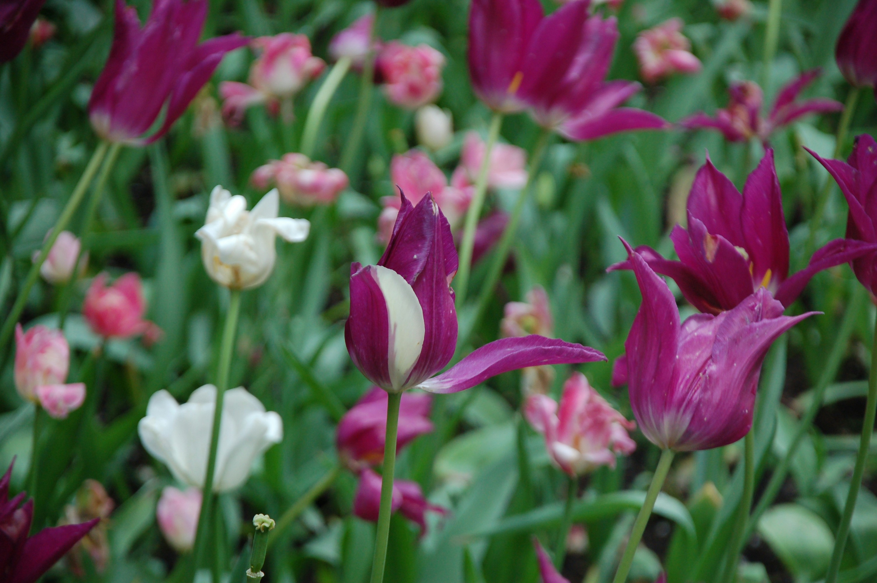 Photo by attieldfjall