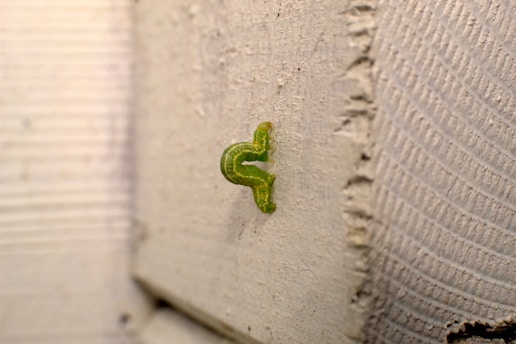 a green toy on a white surface