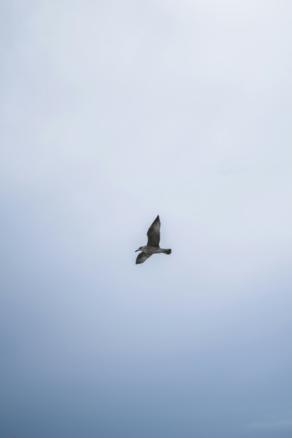 Un pájaro volando en el cielo