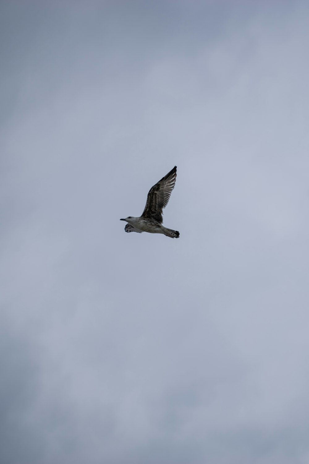 a bird flying in the sky