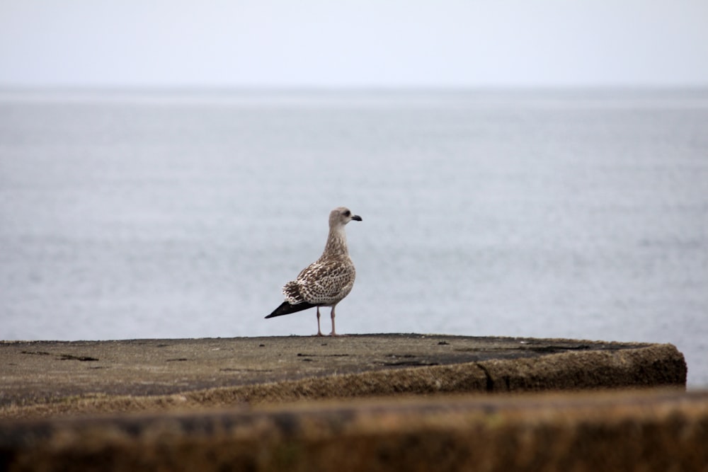 a bird standing on a concrete ledge