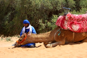 a person riding a camel