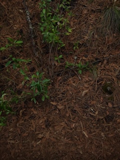Pine needles cover the forest floor, interspersed with small green plants and a few pine cones. Some branches and dry leaves are also visible, creating a natural and earthy texture.