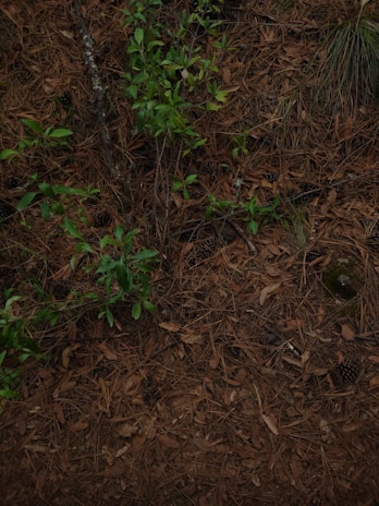 Pine needles cover the forest floor, interspersed with small green plants and a few pine cones. Some branches and dry leaves are also visible, creating a natural and earthy texture.