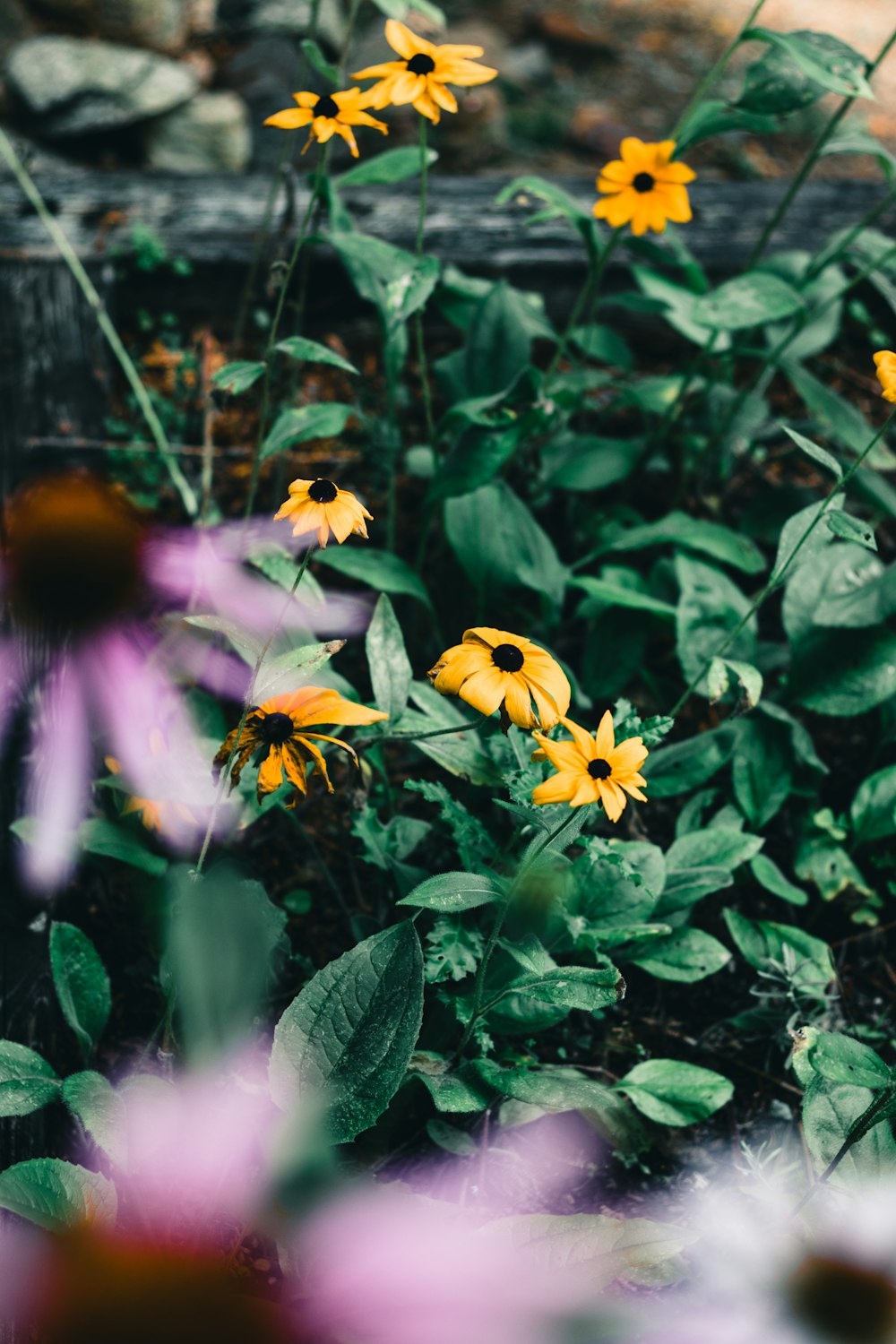 a group of yellow flowers