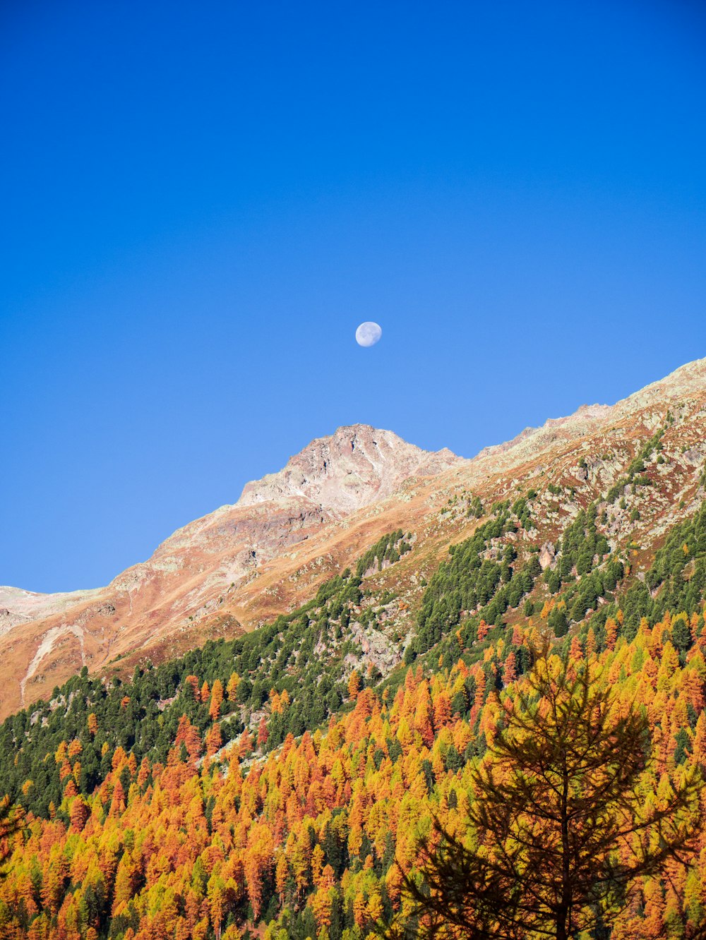 a mountain with trees and a moon in the sky