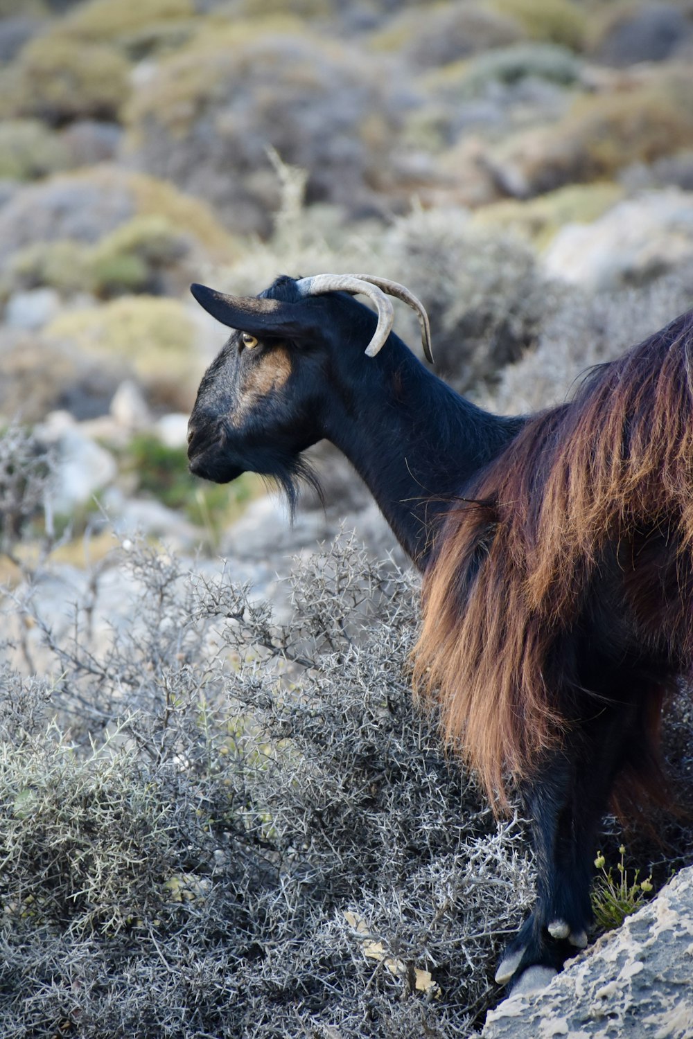 una capra nera con le corna