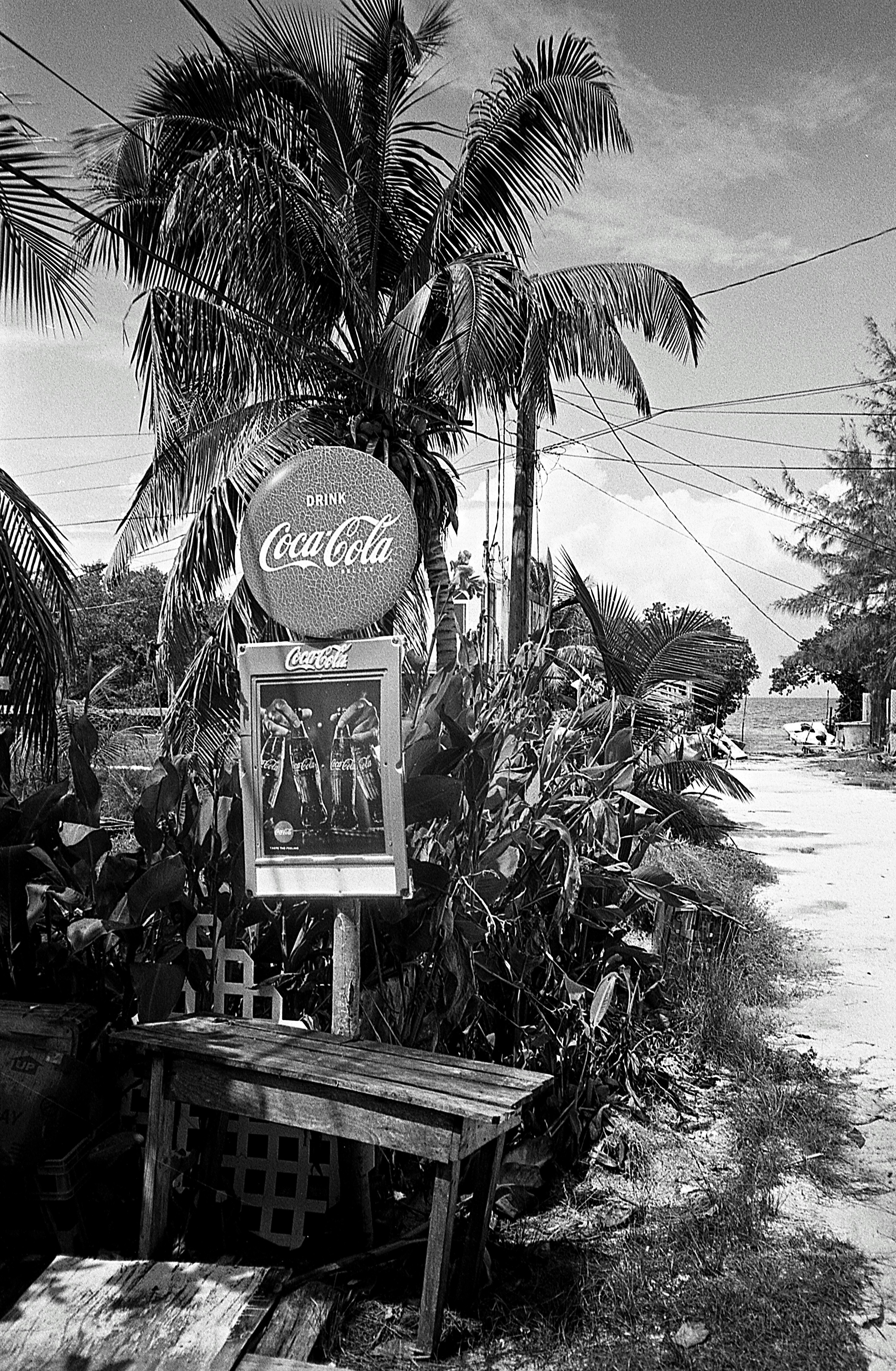 a sign next to a palm tree