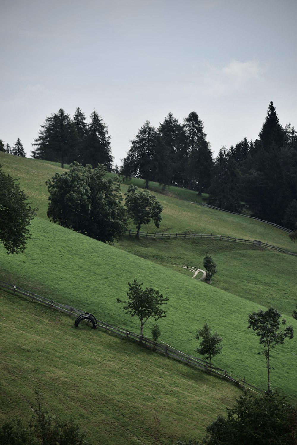 a grassy field with trees and a fence