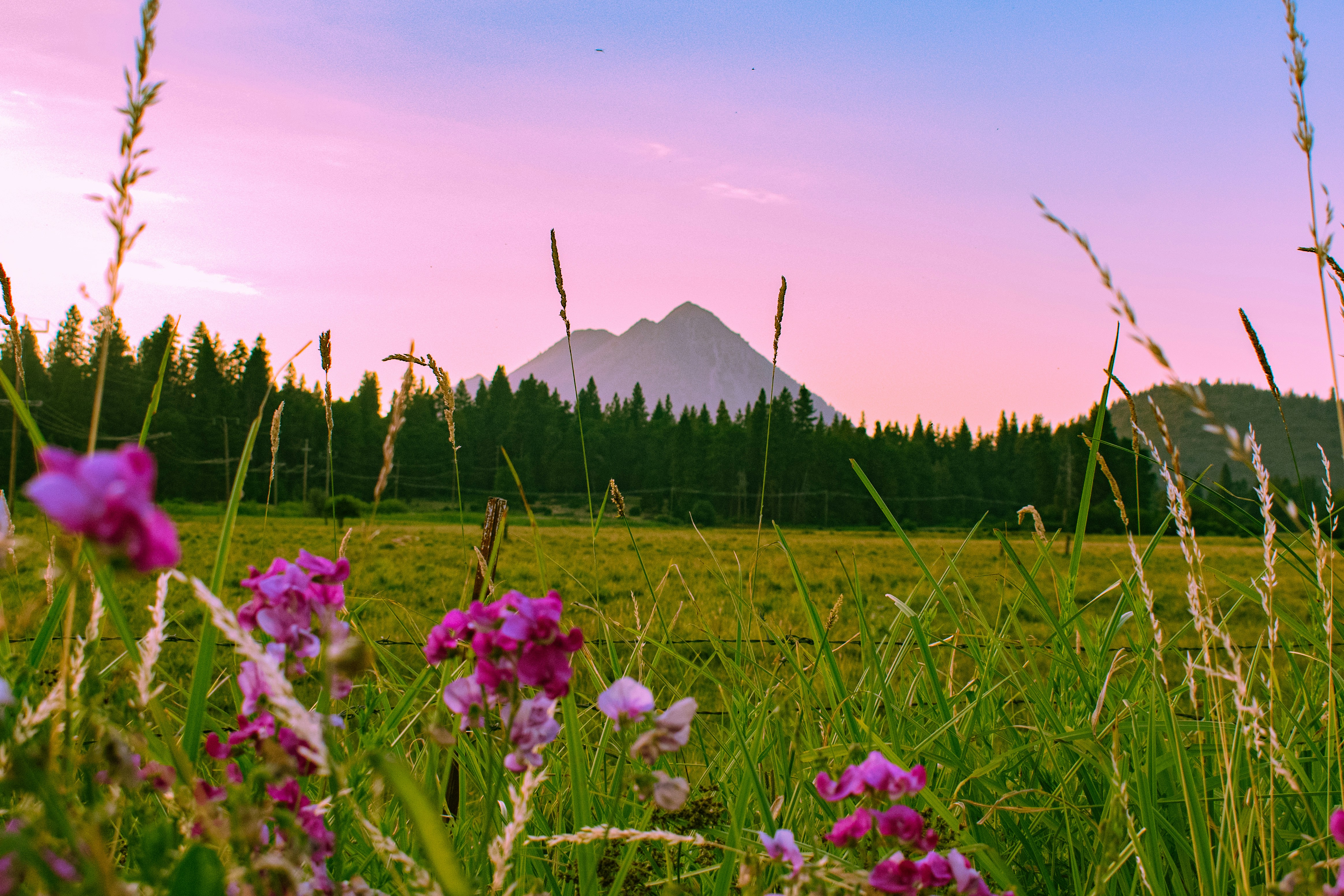 a field of flowers with a mountain in the background