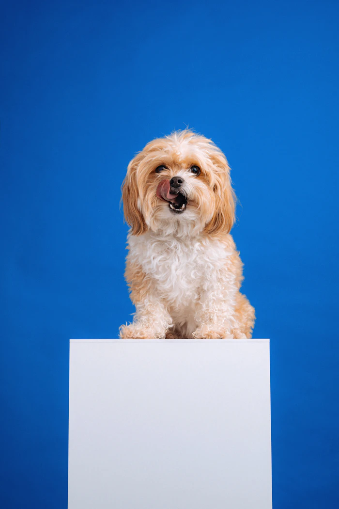 Perro pequeño sentado sobre un cubo blanco con fondo azul