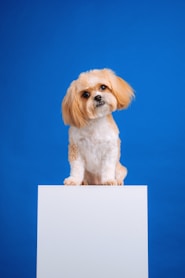 a small white dog