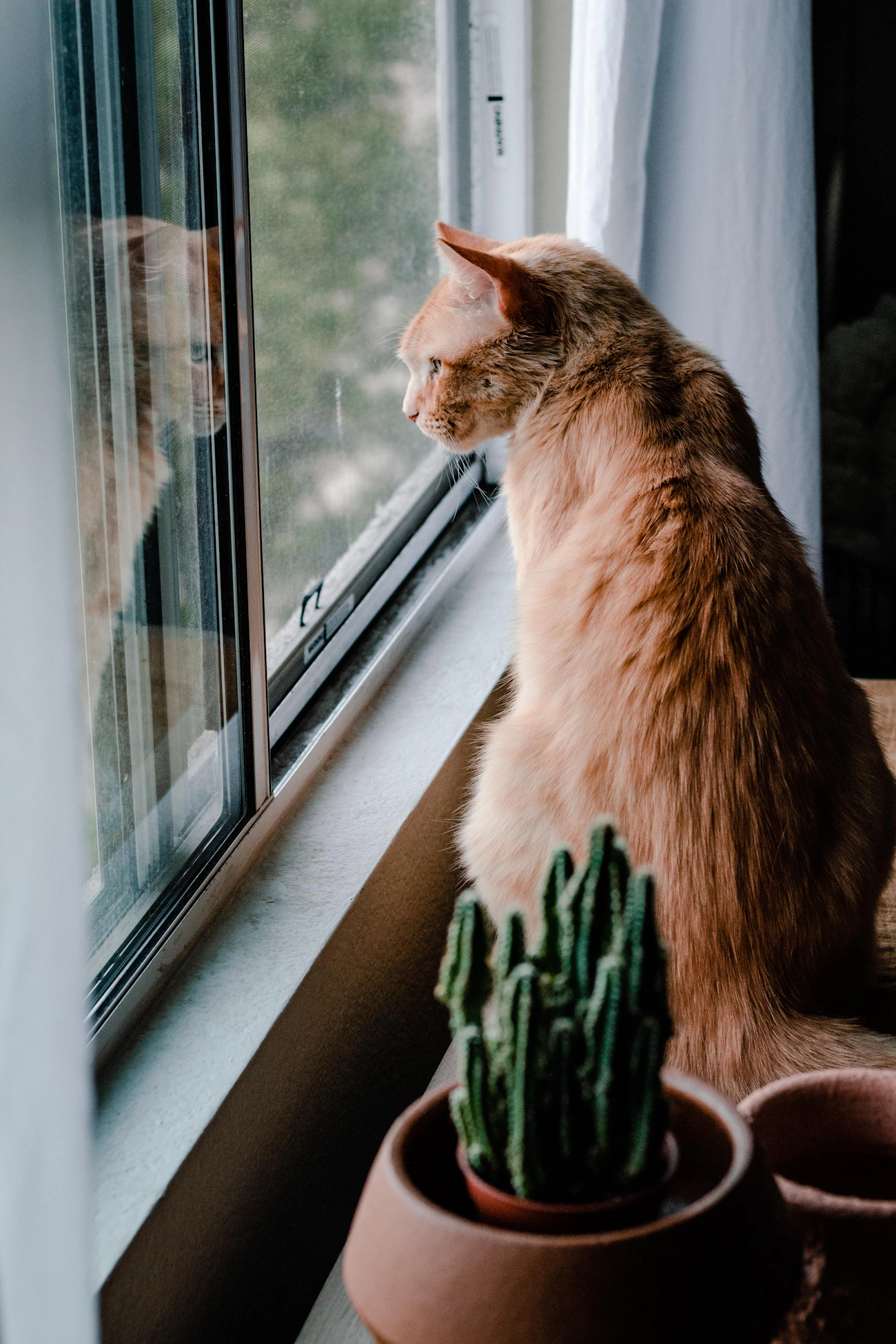 窓の外を見ている茶色の猫