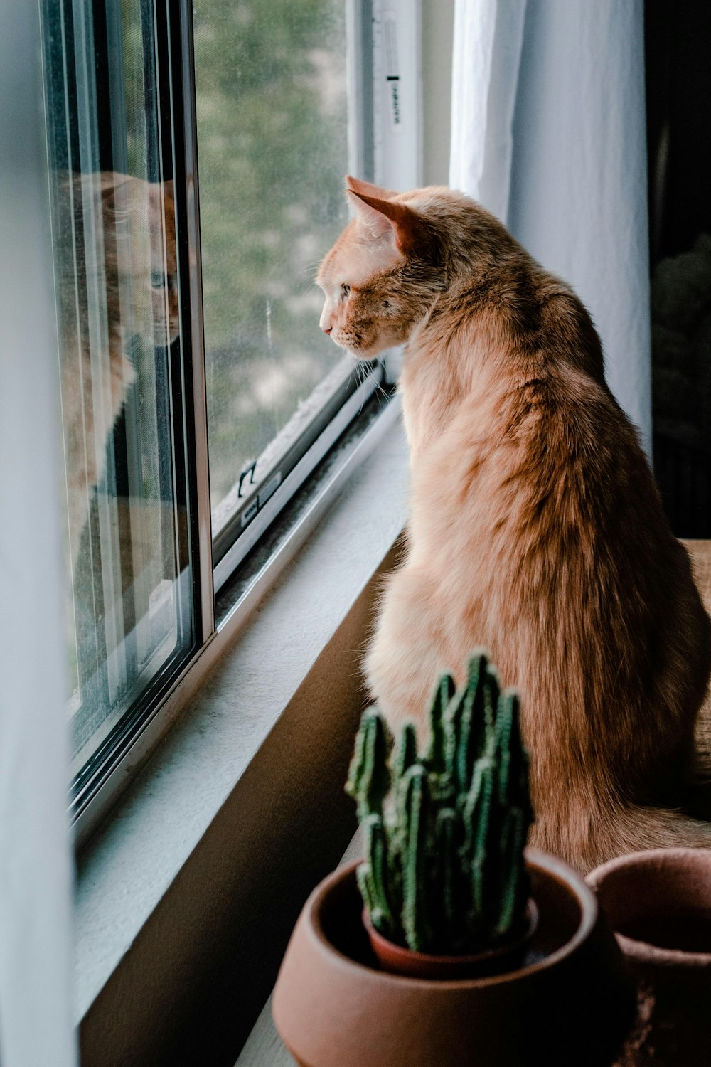 a cat looking out a window