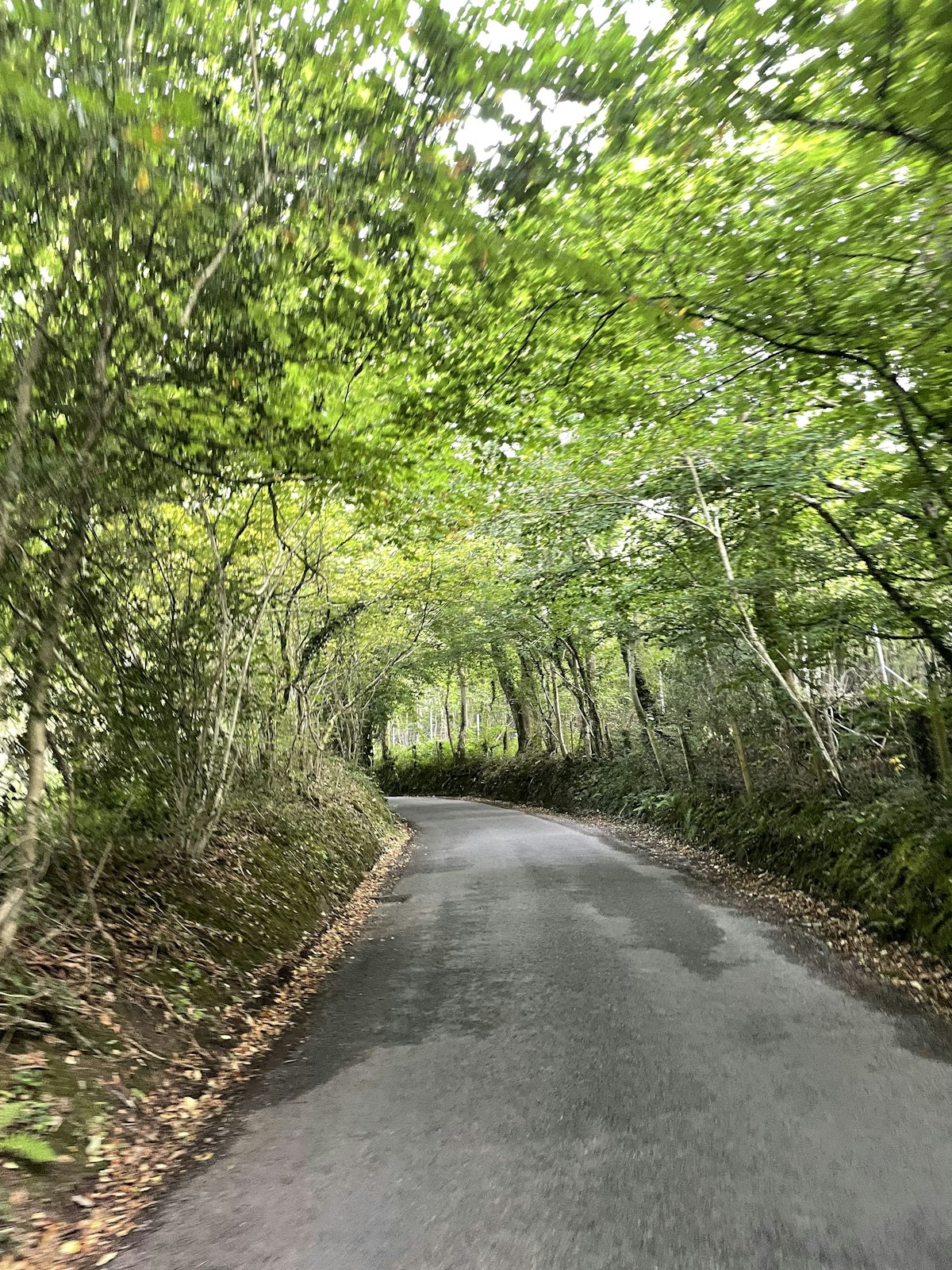 A tree-lined road in Pontypridd, Rhondda Cynon Taf, in the South Wales valleys