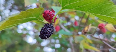 Close-up of fresh black mulberries on a branch with green leaves