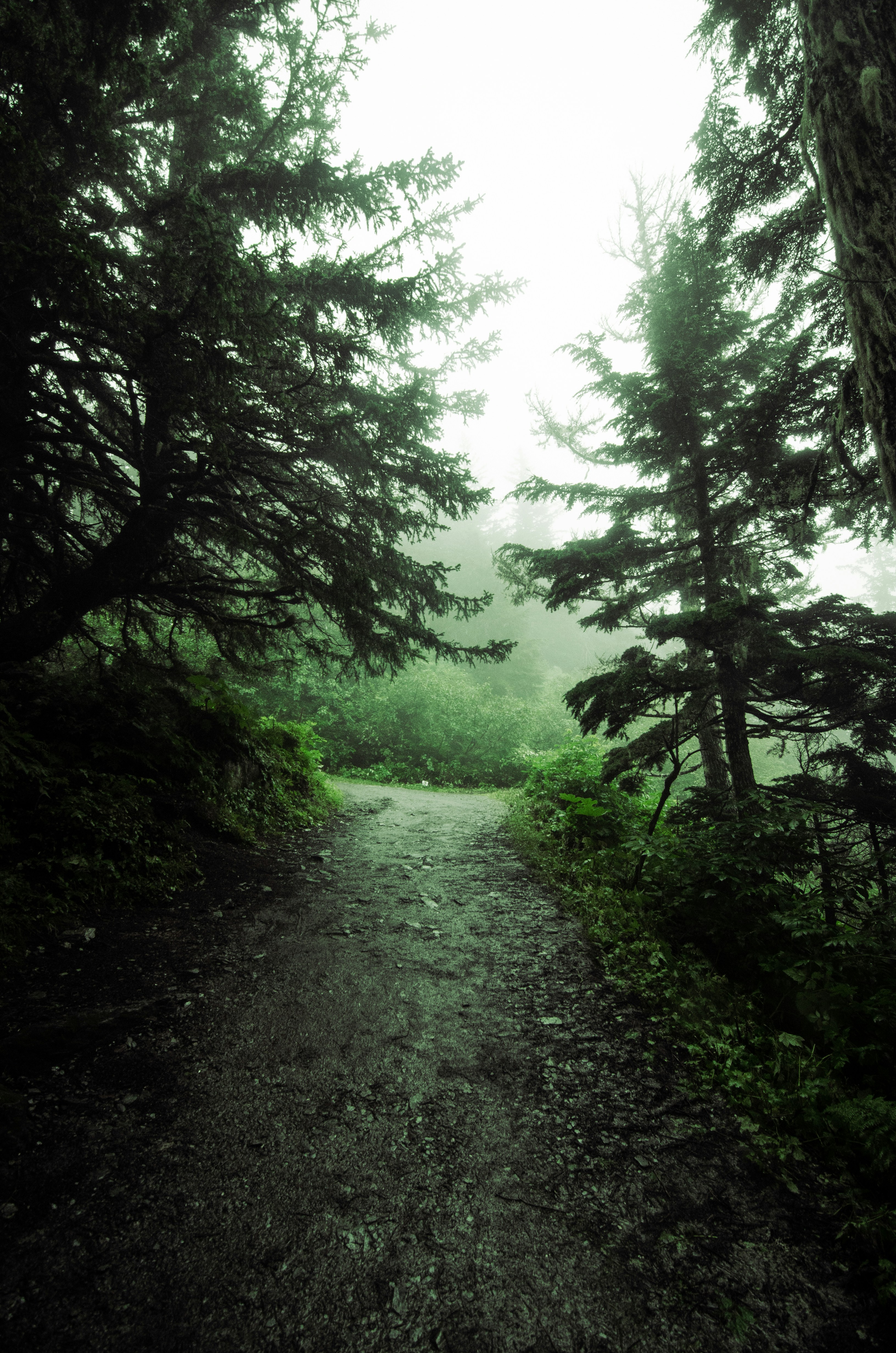 A dirt path through the woods