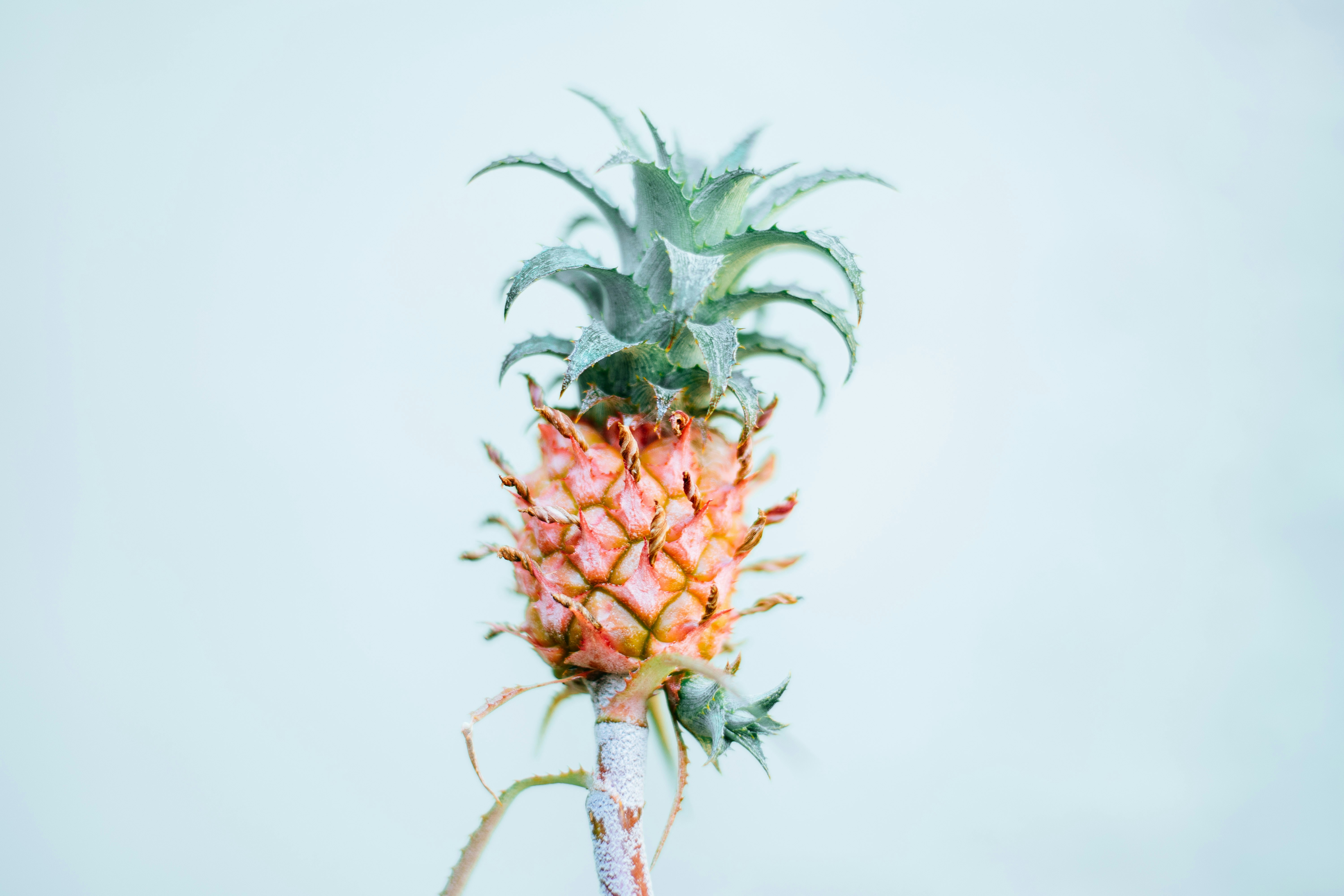 a pineapple with a white background