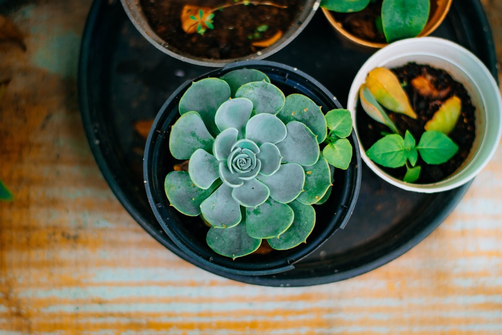 a group of plants in a bowl