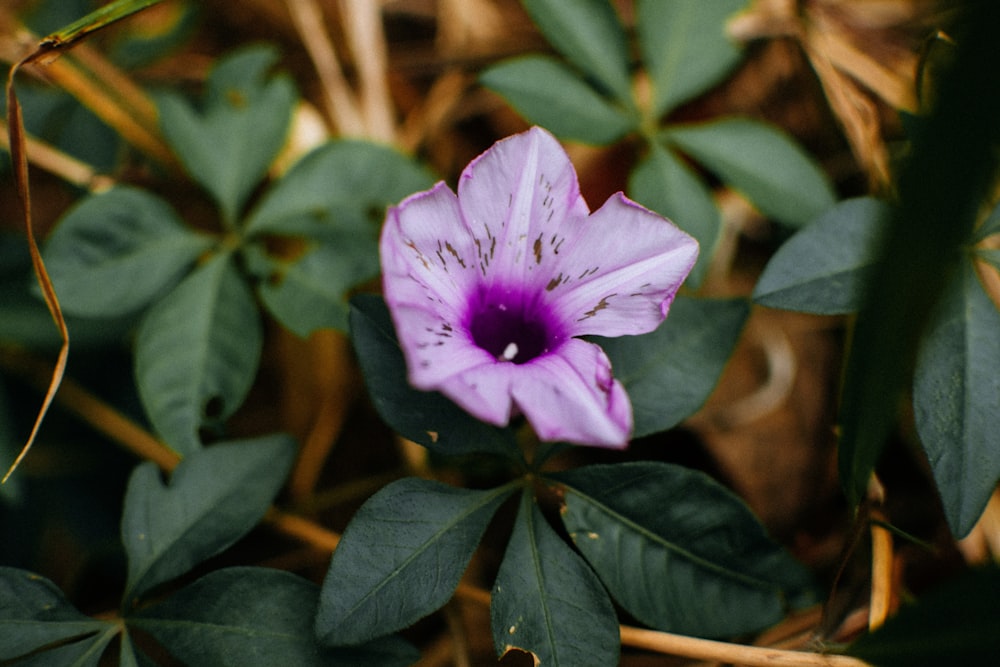 a purple flower on a plant