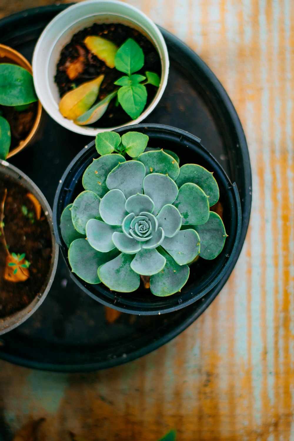 a plant in a pot