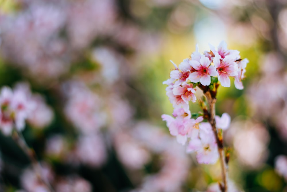 close up de flores