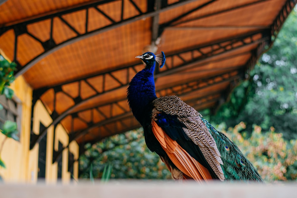a peacock standing under a roof