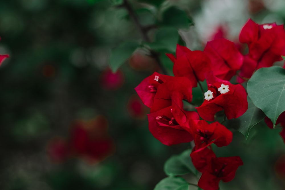 a close up of a red flower