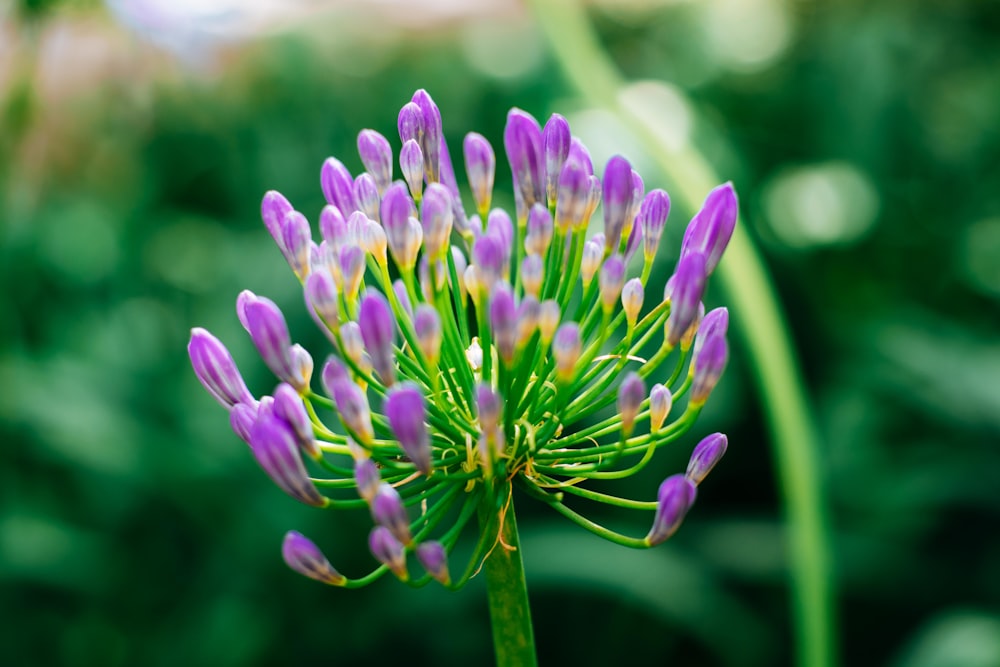 a close up of a purple flower