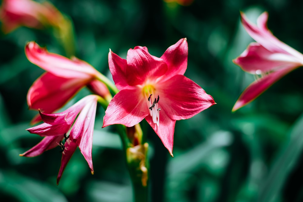 a close up of a flower