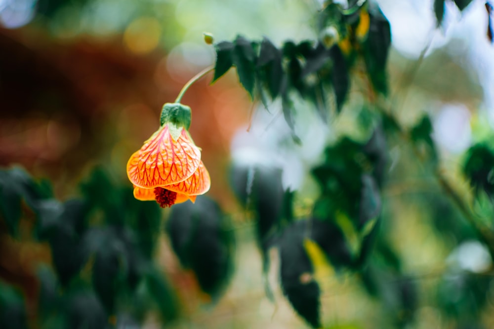 a flower with leaves