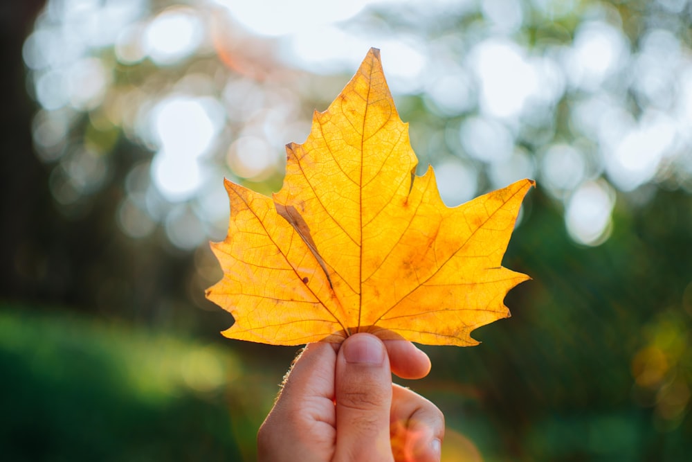 a hand holding a yellow leaf