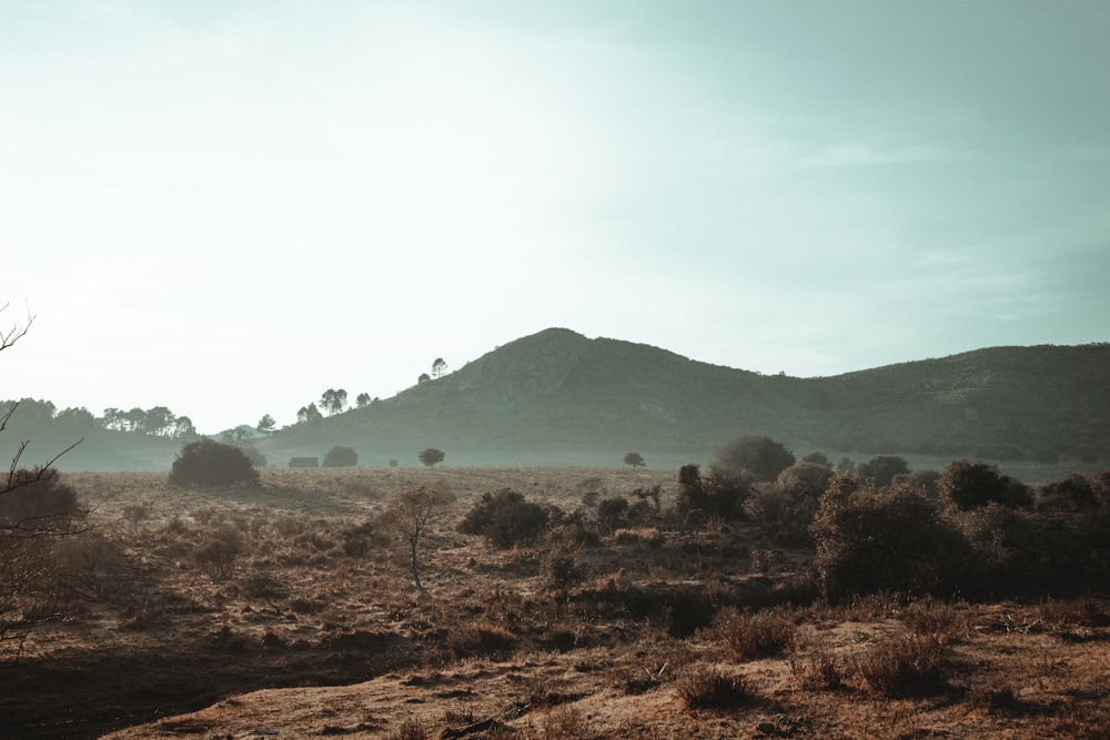 a landscape with bushes and trees