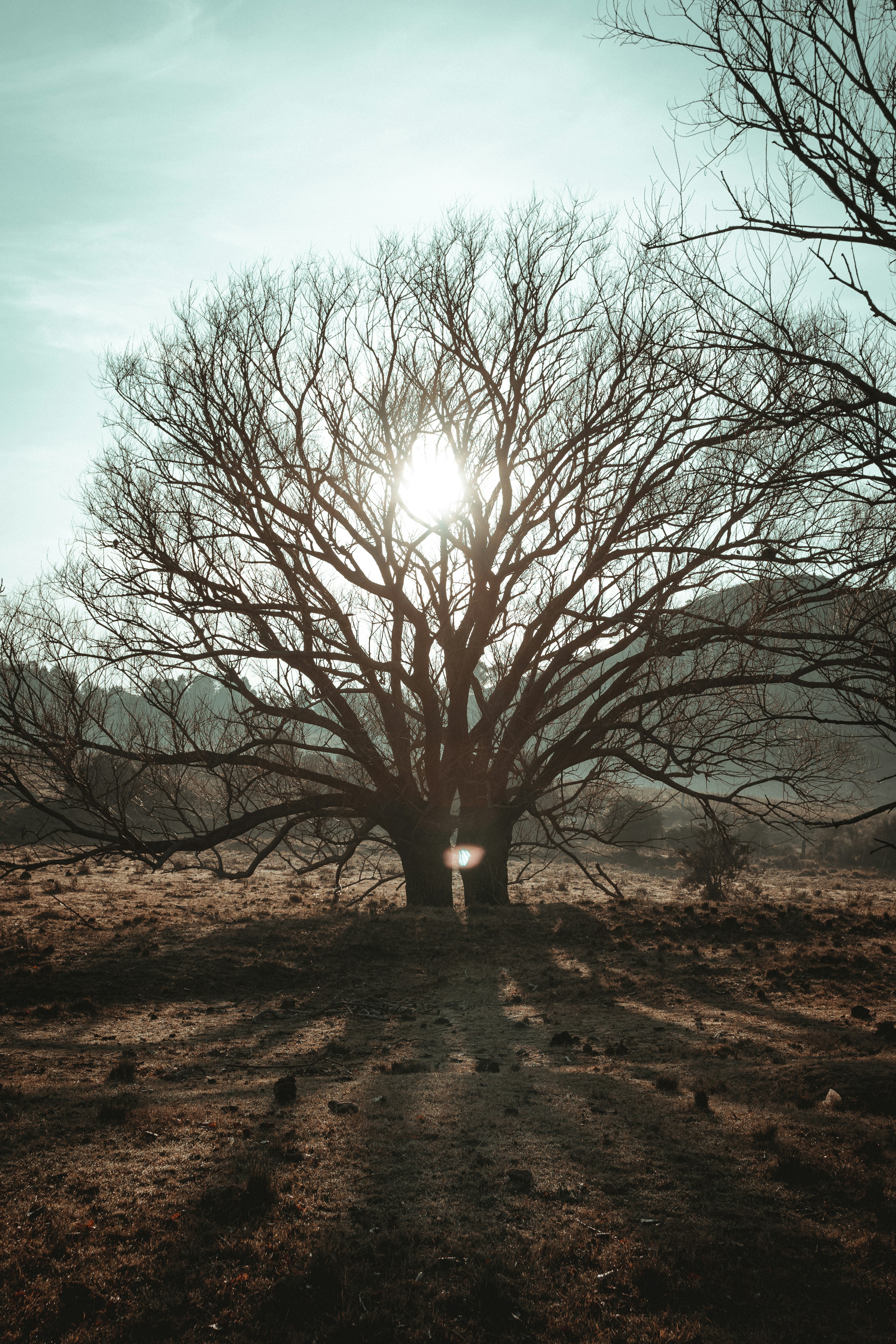 Photo by gonchifacello