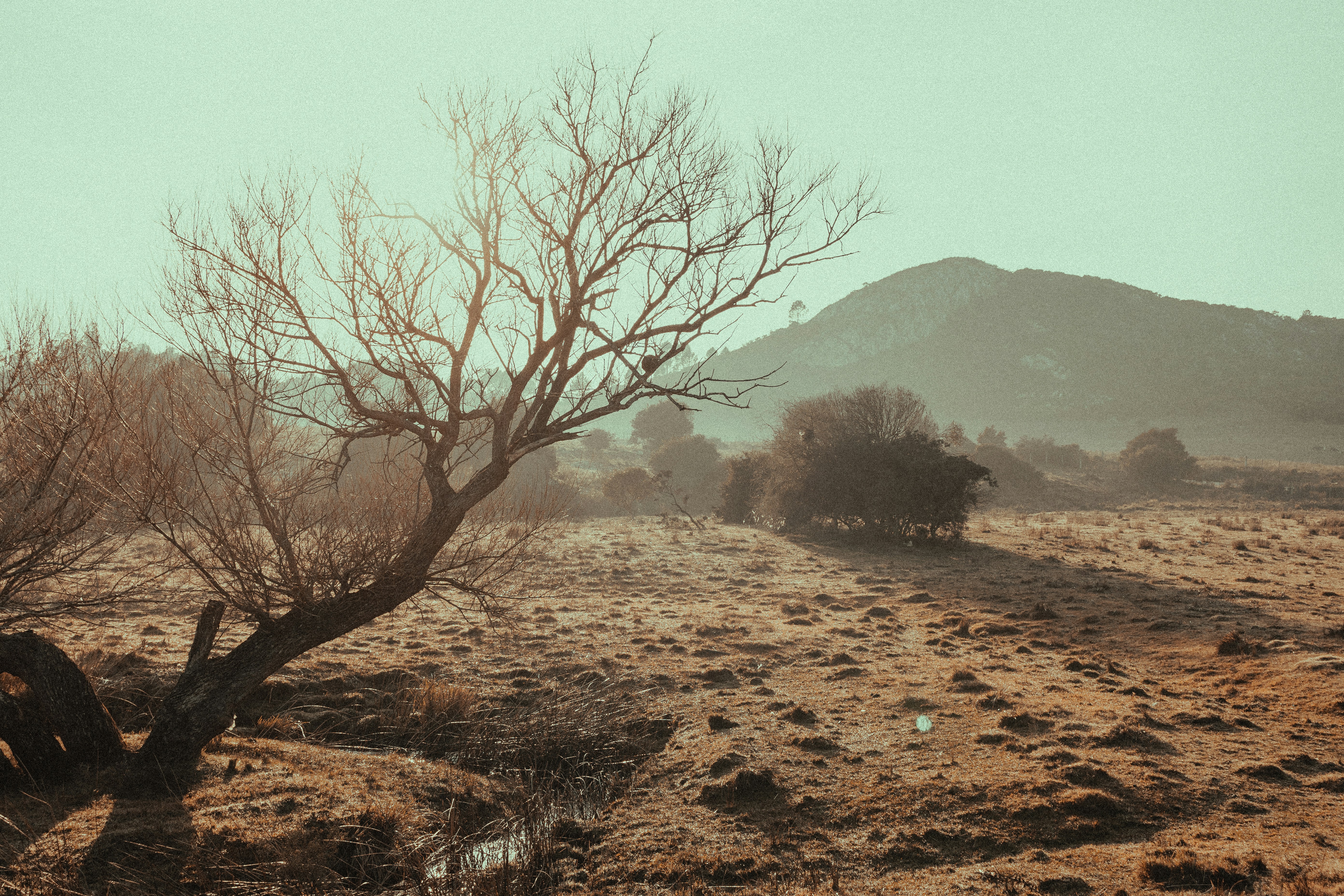 Photo by gonchifacello