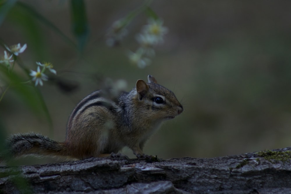 una ardilla en un tronco