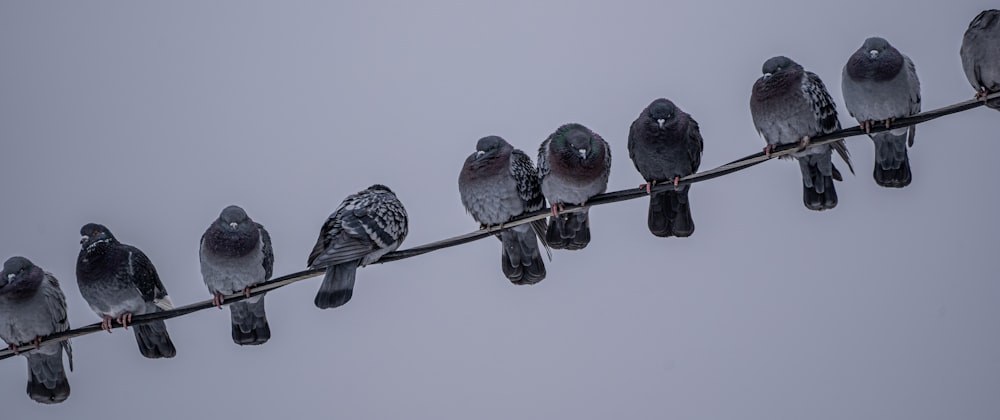 a group of birds on a wire