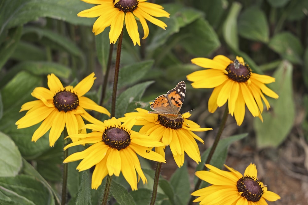 Un papillon sur une fleur jaune