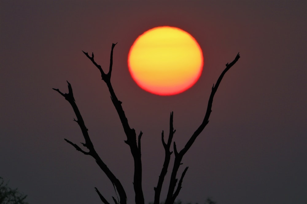 a tree with the sun in the background