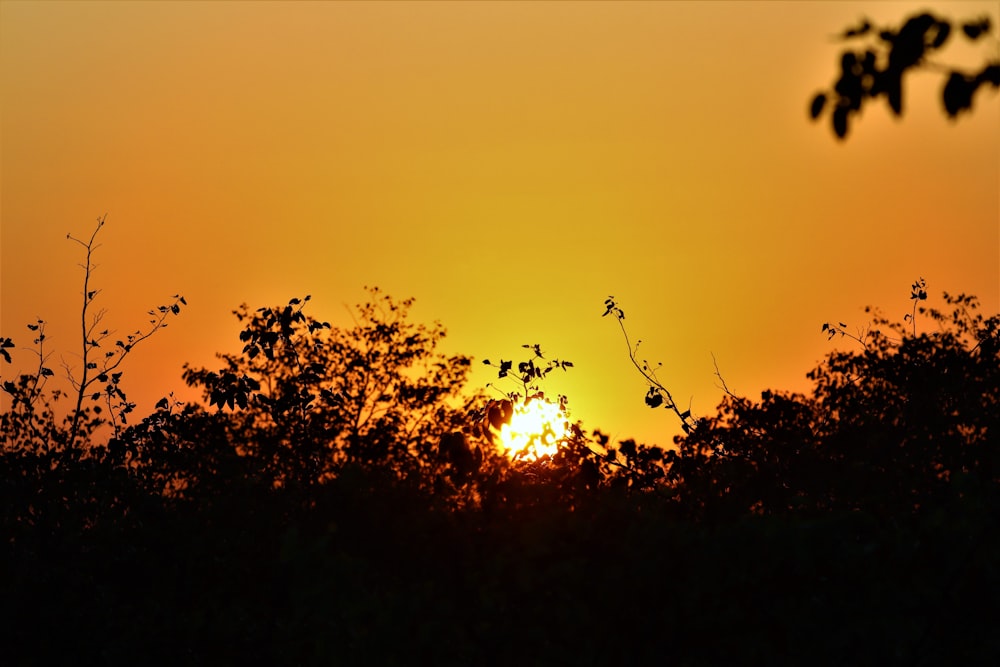 the sun setting behind some trees