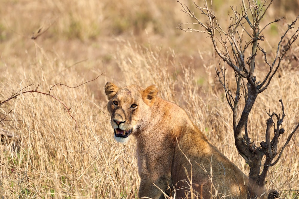 a lion in a field