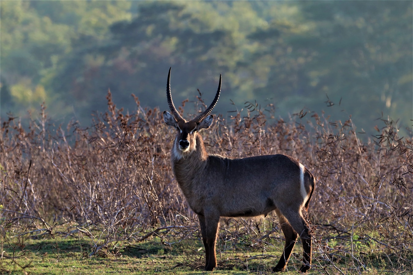 waterbuck in a field, looking at the camera