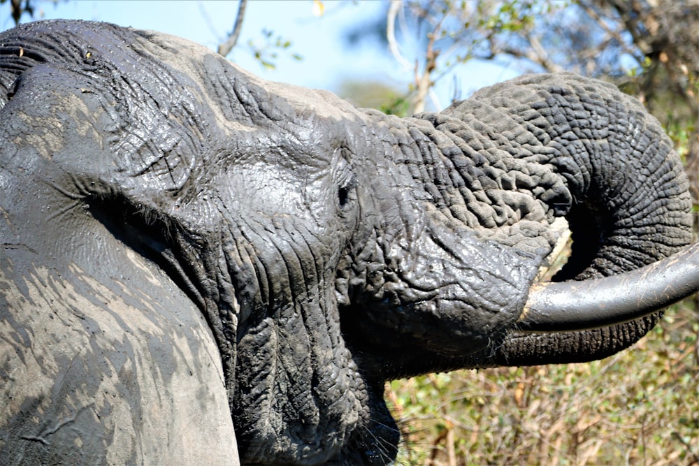 an elephant with its mouth open