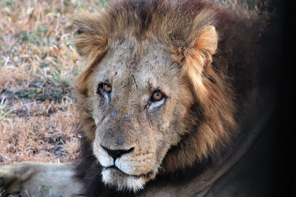 a lion looking at the camera