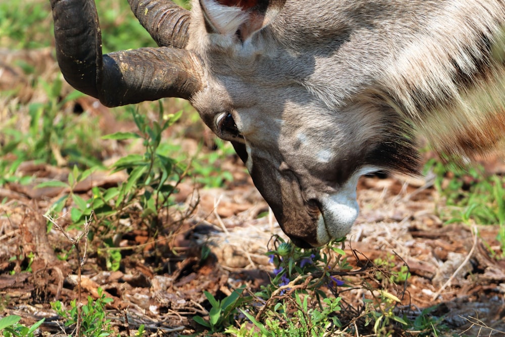 a deer with its head in the ground