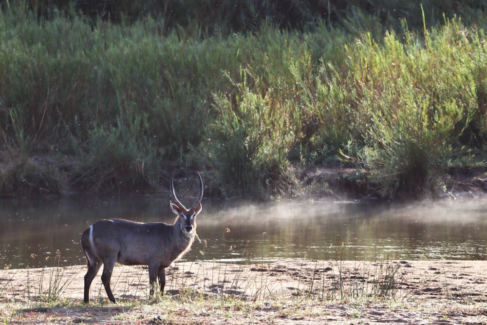a deer standing in a river