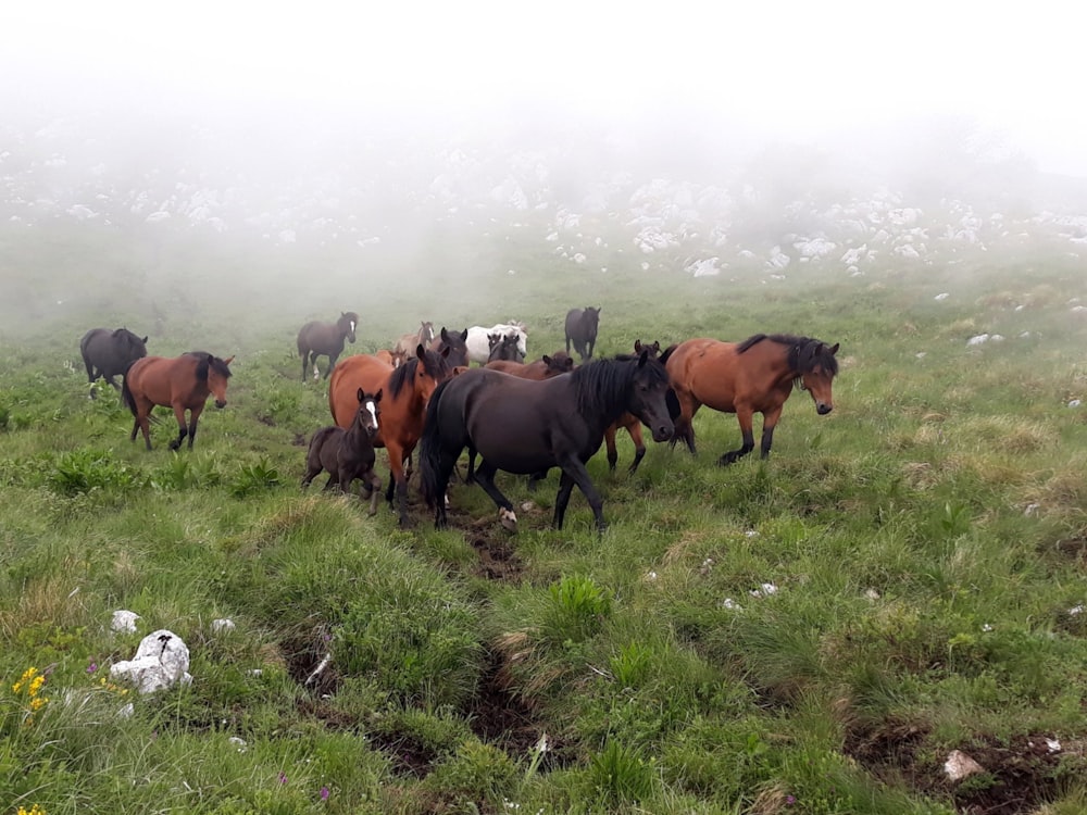 a group of horses in a field