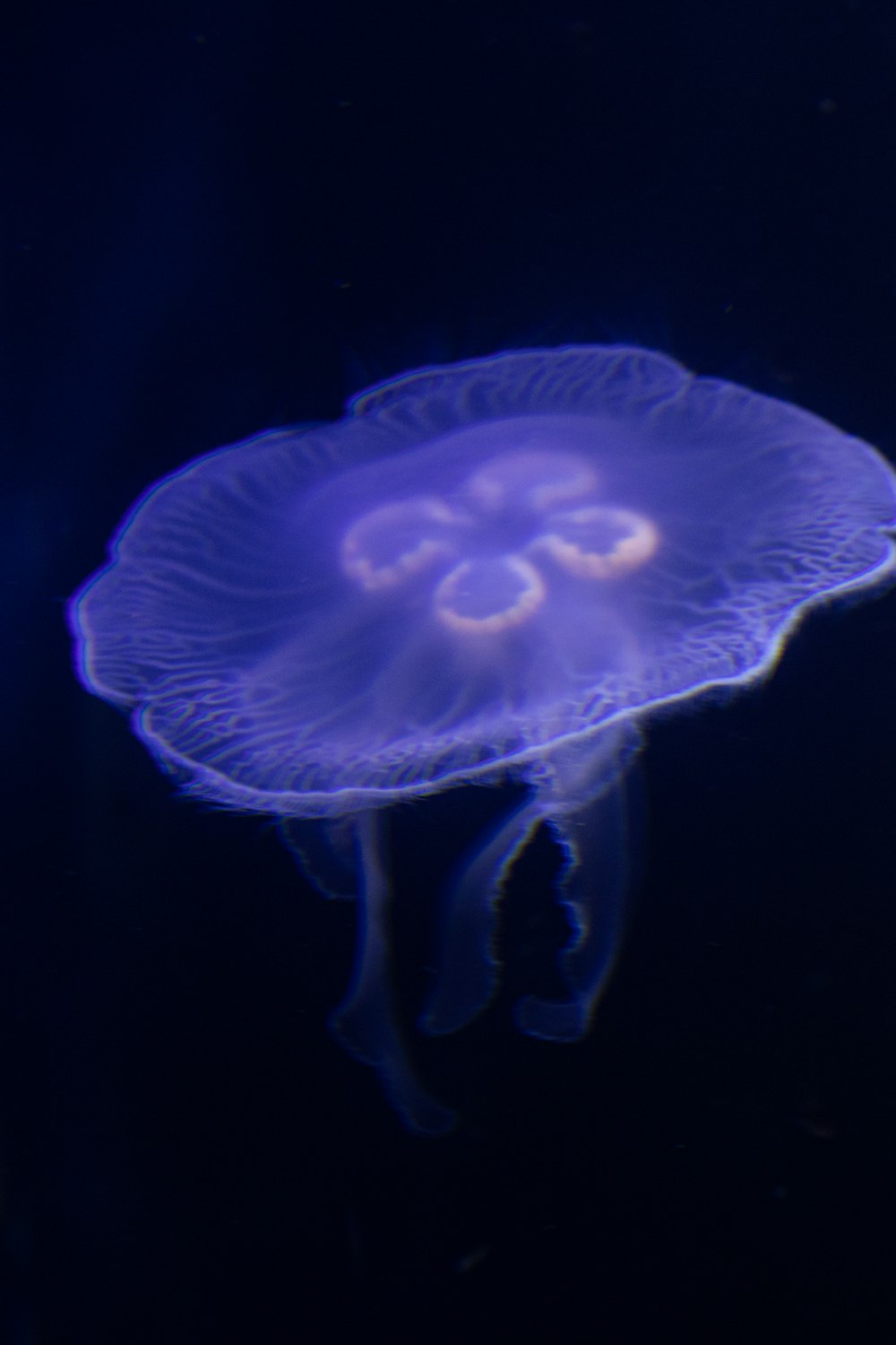 a jellyfish in the dark