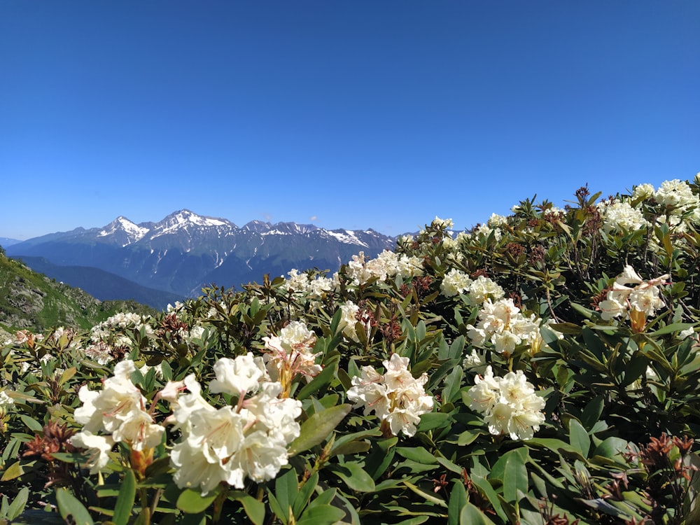 a field of white flowers with a mountain in the background