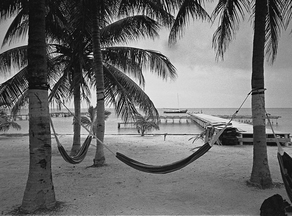 a hammock between palm trees